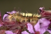 Insectes Etoilée ou Bombyx antique (Orgyia antiqua)