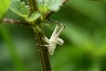 Insectes Criquet (Caelifera sp.)