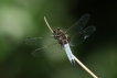 Insectes Libellule fauve (libellula fulva)