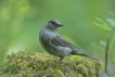 Oiseaux Fauvette à tête noire (Sylvia atricapilla)