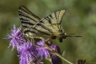 Insectes Flambé (Iphiclides podalirius)