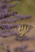 Insectes Flambé (Iphiclides podalirius)