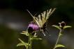 Insectes Flambé (Iphiclides podalirius)