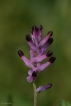 Flore Fumeterre officinale (Fumaria officinalis)