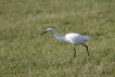 Oiseaux Aigrette garzette (Egretta garzetta)