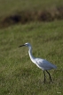 Oiseaux Aigrette garzette (Egretta garzetta)