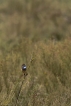 Oiseaux Gorgebleue à miroir (Luscinia svecica)