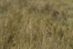 Oiseaux Gorgebleue à miroir (Luscinia svecica)