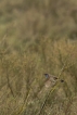 Oiseaux Gorgebleue à miroir (Luscinia svecica)