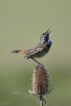 Oiseaux Gorgebleue à miroir (Luscinia svecica)