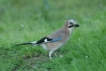 Oiseaux Geai des chènes (Garrulus glandarius)