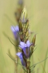 Flore Gentiane pneumonanthe (Gentiana pneumonanthe)