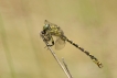 Insectes Gomphe à pinces (Onychogomphus forcipatus)