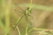 Insectes Gomphe joli (Gomphus pulchellus)