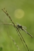 Insectes Gomphe joli (Gomphus pulchellus)