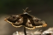 Insectes Grand Paon de Nuit (Saturnia pyri)