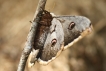 Insectes Grand Paon de Nuit (Saturnia pyri)