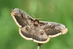 Insectes Grand Paon de Nuit (Saturnia pyri)