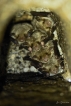 Mammifères Grand Murin (Myotis myotis)