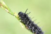 Insectes Paon du jour (Aglais io)