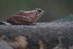 Amphibiens Grenouille agile (Rana dalmatina)