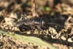 Insectes Grillon champêtre (Gryllus campestris)