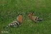 Oiseaux Huppe fasciée (Upupa epops)