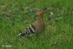 Oiseaux Huppe fasciée (Upupa epops)