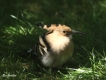 Oiseaux Huppe fasciée (Upupa epops)