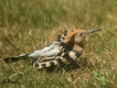 Oiseaux Huppe fasciée (Upupa epops)