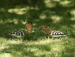 Oiseaux Huppe fasciée (Upupa epops)