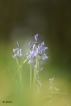 Flore Jacinthe des bois (Hyacinthoides non-scripta)