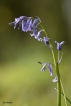 Flore Jacinthe des bois (Hyacinthoides non-scripta)