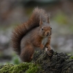 Mammifères Ecureuil roux (Sciurus vulgaris)