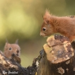 Mammifères Ecureuil roux (Sciurus vulgaris)