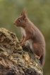 Mammifères Ecureuil roux (Sciurus vulgaris)