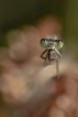 Insectes agrion jouvencelle (Coenagrion puella)