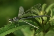 Insectes agrion jouvencelle (Coenagrion puella)