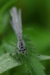 Insectes agrion jouvencelle (Coenagrion puella)