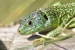 Reptiles Lézard vert (Lacerta bilineata)