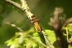 Insectes Libellule déprimée (Libellula depressa)