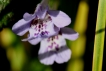 Flore Lierre terrestre (Glechoma hederacea)