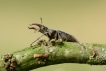 Insectes Lucane Cerf Volant Mâle (Lucanus cervus)