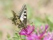 Insectes Machaon (Papilio machaon)