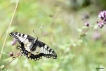 Insectes Machaon (Papilio machaon)