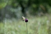 Insectes Flambé (Iphiclides podalirius)