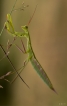 Insectes Mante religieuse (Mantis religiosa)