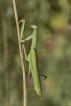 Insectes Mante religieuse (Mantis religiosa)