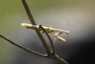 Insectes Mante religieuse (Mantis religiosa)