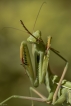 Insectes Mante religieuse (Mantis religiosa)